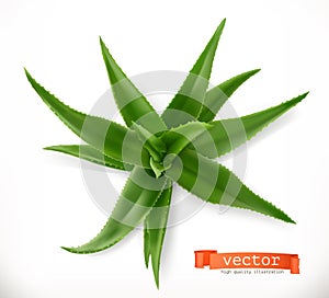 Aloe vera. Medicinal plant, vector icon photo