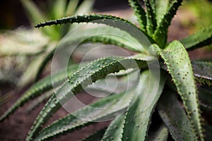 Aloe vera medicinal succulent plant, fresh and wild, thick leaf close up