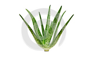 Aloe vera medicine plant, green cut pieces and leaves slices