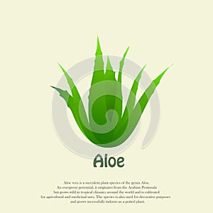 Aloe vera nature logo icon design template vector illustration. The plant of immortality.