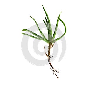 Aloe vera, offset daughter plant with roots, used as a medical h