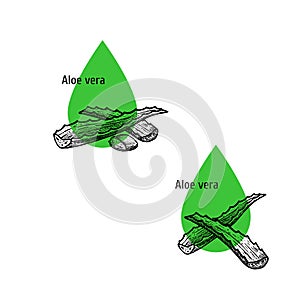 Aloe vera oil icon set. Hand drawn sketch. Extract of plant. Vector illustration