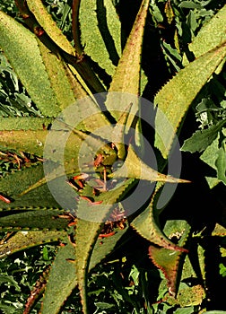 Aloe Vera, one of natureâ€™s amazing medicinal plants