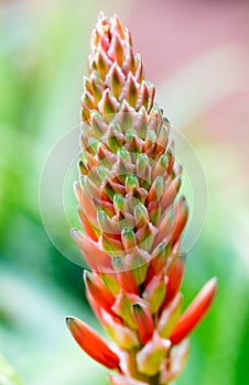 Aloe vera orange flower macro close-up.