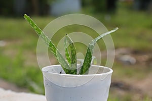 Aloe vera outside the home area.