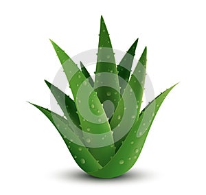 Aloe Vera plant.