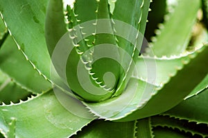 Aloe vera plant