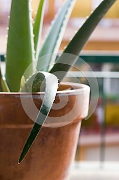 Aloe vera plant
