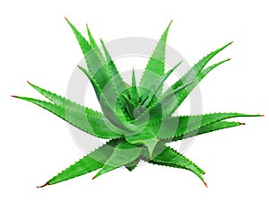 Aloe vera plant