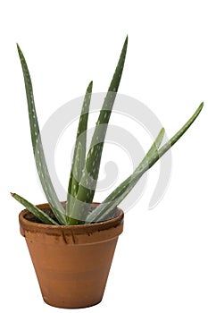 Aloe vera plant