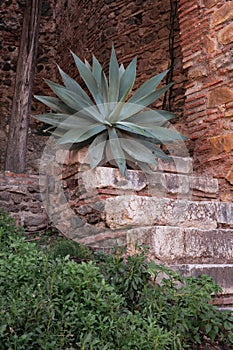 Aloe Vera plant in Alcazaba