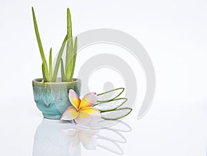 Aloe Vera plant in blue ceramic pot with fresh slice and Plumeria flower