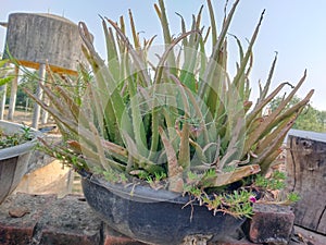 aloe vera plant in broken pot