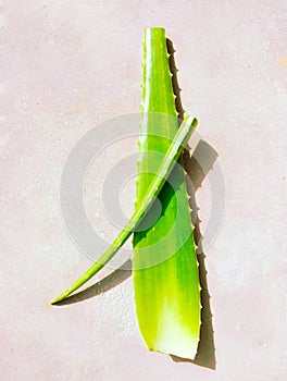 Green Aloe vera plant leaves cape-aloe barbados-aloe curacao-aloe Chinese-aloe aloespp asphodelaceae gwar patha babosa photo photo