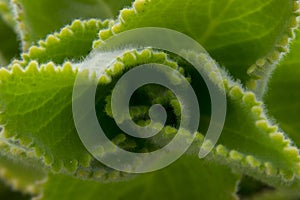 Aloe vera plant close up