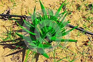 a aloe Vera plant at corniche