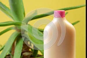 Aloe Vera plant and cream cosmetic, herbal medicine for skin treatment and use in spa for skin care. Herb in nature