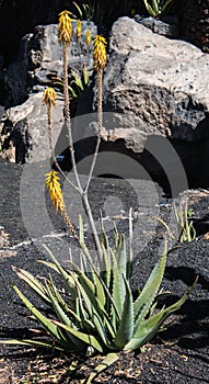 Aloe vera plant in flower