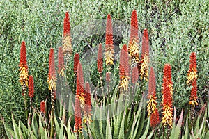 Aloe Vera plant & flowers