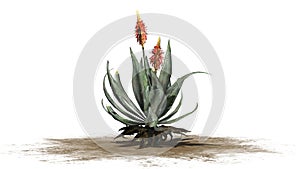 Aloe Vera plant with flowers on sand erea