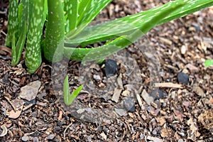 Aloe Vera plant fresh leaf on outdoor soil in farm garden natural background, it is ingredient cosmetics beauty product or food