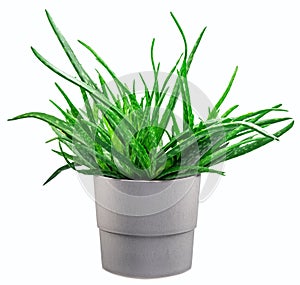 Aloe vera plant in the gray pot isolated on white background. Excellent indoor decorative plant