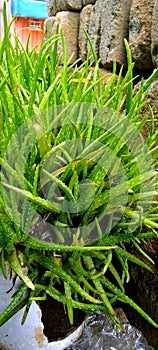 Aloe vera plant growing in a garden