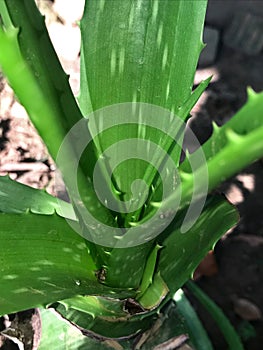 Aloe Vera Plant For Hair