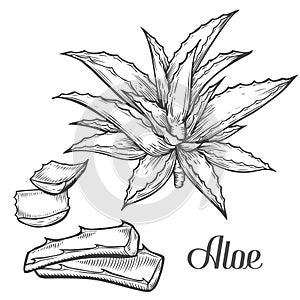 Aloe Vera plant hand drawn engraving vector illustration on white background. Ingredient for traditional medicine, treatment, body photo