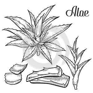 Aloe Vera plant hand drawn engraving vector illustration on white background. Ingredient for traditional medicine, treatment, body