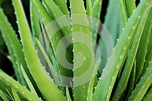 Aloe Vera Plant