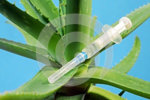 Aloe Vera plant, herbal medicine for skin treatment and use in spa for skin care in bottle. Herb in nature