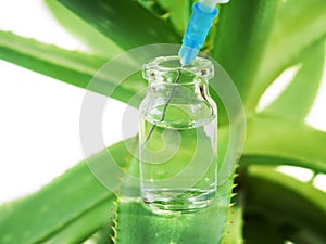 Aloe Vera plant, herbal medicine for skin treatment and use in spa for skin care in bottle. Herb in nature
