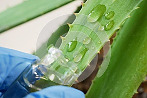 Aloe Vera plant, herbal medicine for skin treatment and use in spa for skin care in bottle. Herb in nature