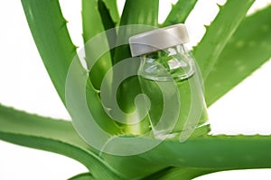 Aloe Vera plant, herbal medicine for skin treatment and use in spa for skin care in bottle. Herb in nature