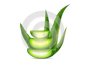 Aloe Vera plant isolated on a white background