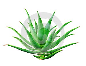 Aloe vera plant
