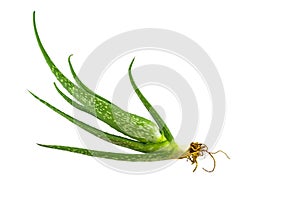 Aloe vera plant isolated on white background.Saved with clipping