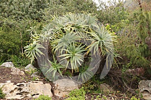 Aloe Vera plant in Kirstenbosch Botanical Gardens