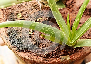 Aloe Vera Plant Leaf