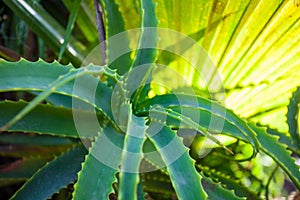 Aloe vera plant leaves