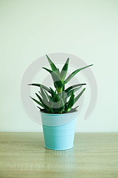 Aloe vera plant in metal blue pot