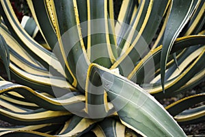 Aloe Vera Plant in Mission San Juan Capistrano