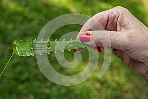 Aloe vera plant nature`s miracle plant