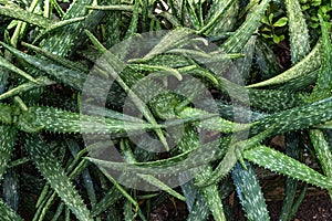 Aloe vera plant outdoor