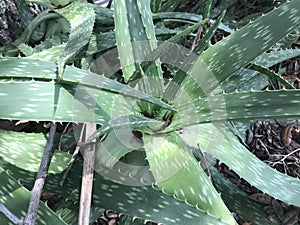 Aloe Vera plant picture image
