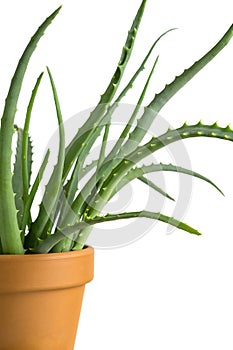 Aloe Vera plant in pot on white background