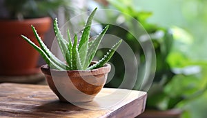 Aloe vera plant potted indoor