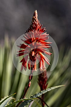 Aloe Vera plant with a red flower. Small depth of field. Out of focus background