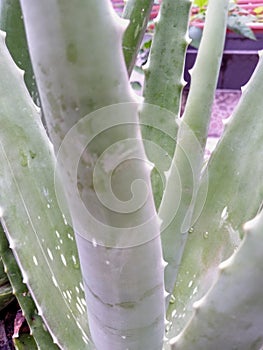 Aloe vera plant that reproduces using buds.